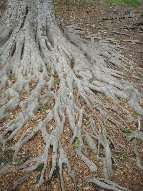 Roots by JoshgudaDavid on DeviantArt