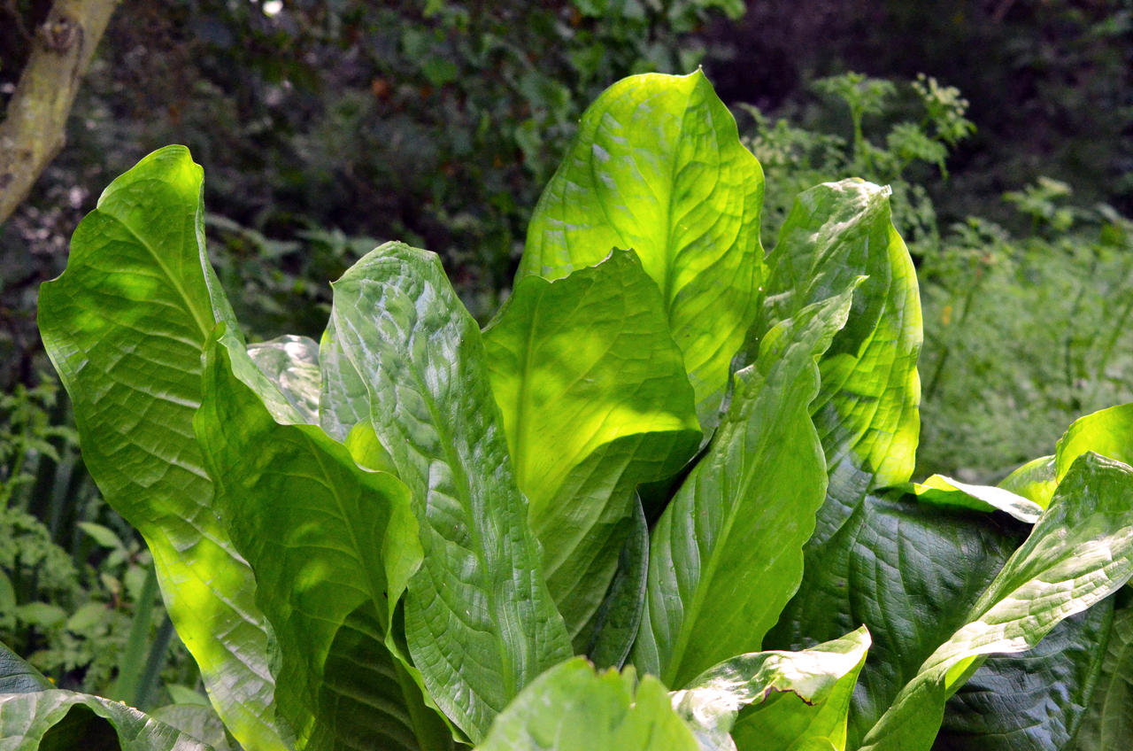 Super-sized salad leaves:D