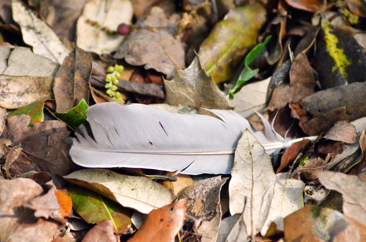 Feather in leaves