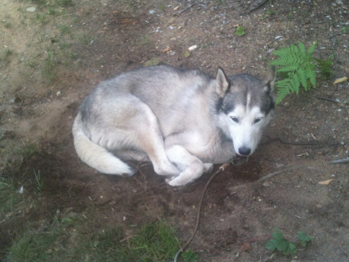 Lawn Husky 2