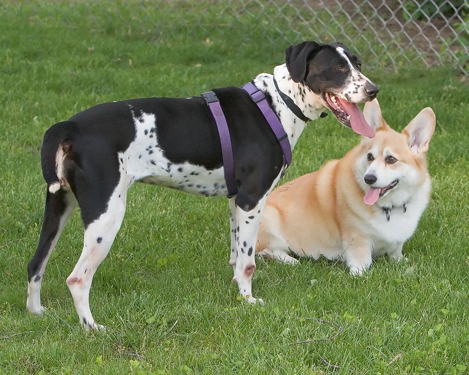 Bennie, Pebroke Welsh Corgi