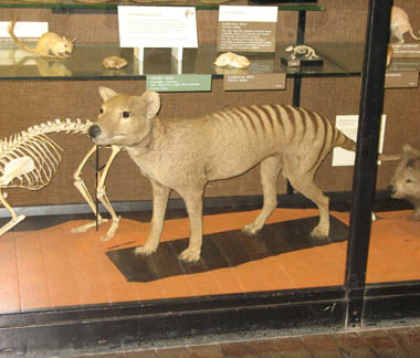 Rothchild Thylacine 2