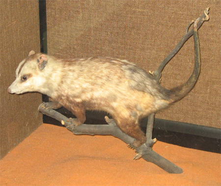 South American Oppossum