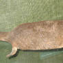 Platypus