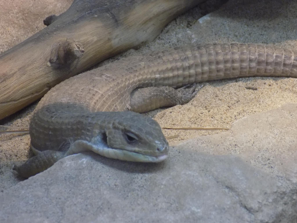 Lizard Lexa Lizard by Lexi-Kay on DeviantArt
