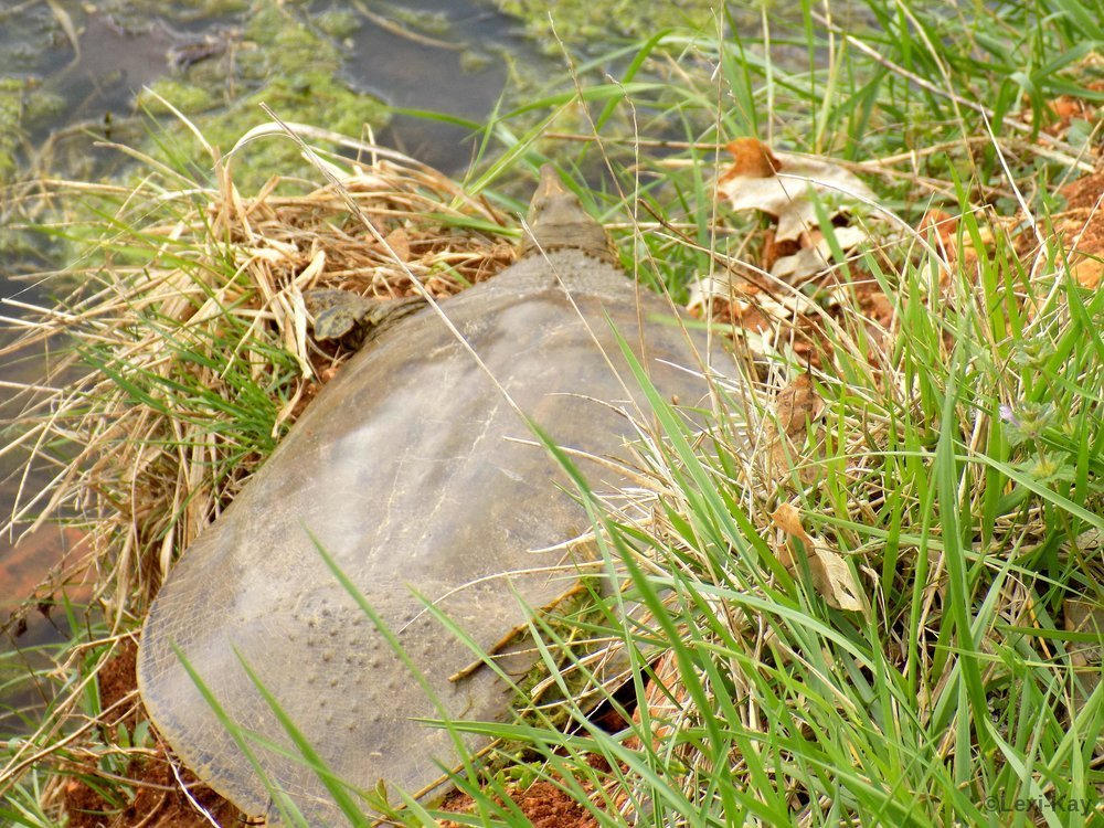 Deviantart Softshell Turtle Close-up Spiny Softshell Turtle by Lexi-Kay on DeviantArt