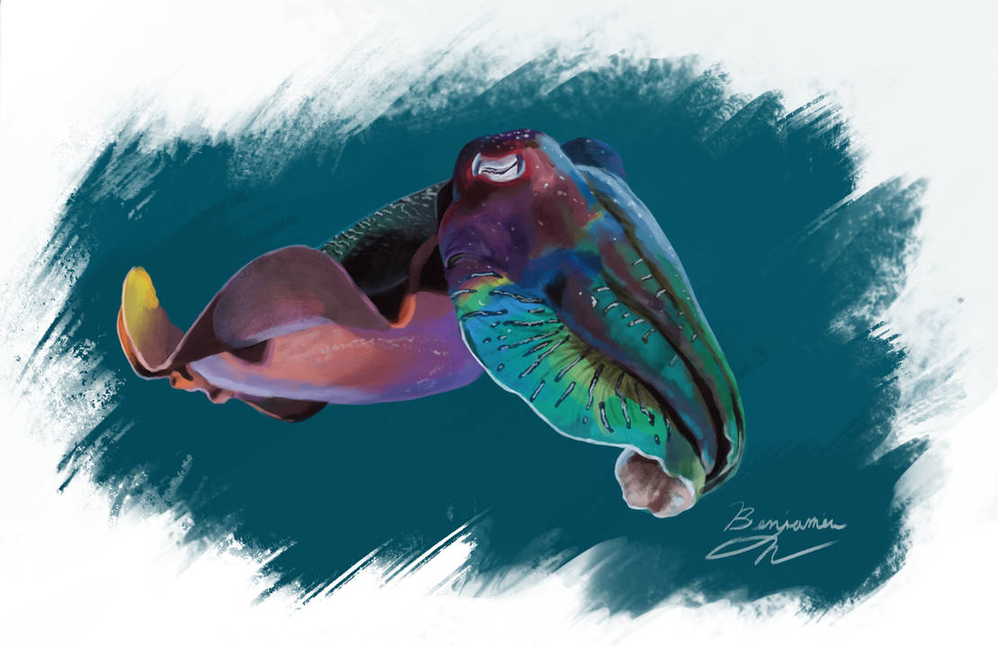 A Chromatic Cuttlefish Study by InterFaceFive on DeviantArt