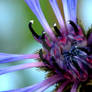 Mountain Cornflower