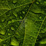 Leaf Macro 2