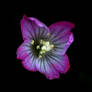 Alone Purple Flower