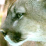 To The Left -Puma Portrait 2-