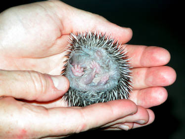 Baby Hedgehog 1