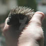 Baby Hedgehog 2