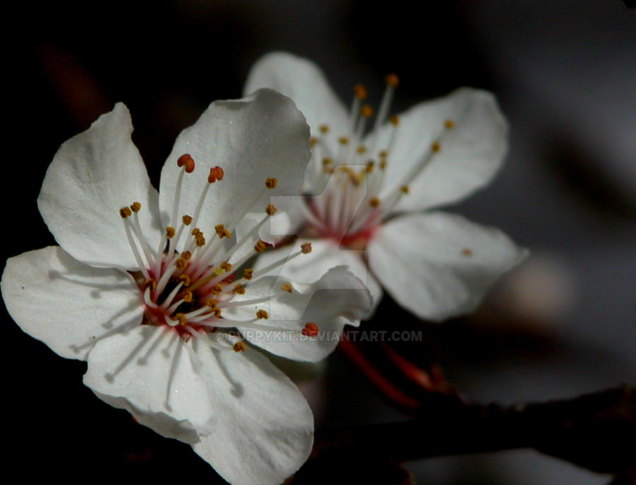 First Blossoms