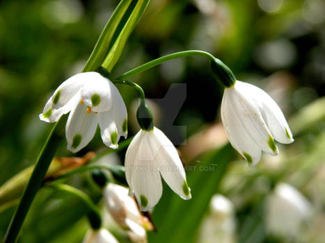 Snow drops