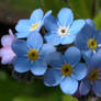 Forget me not bunch