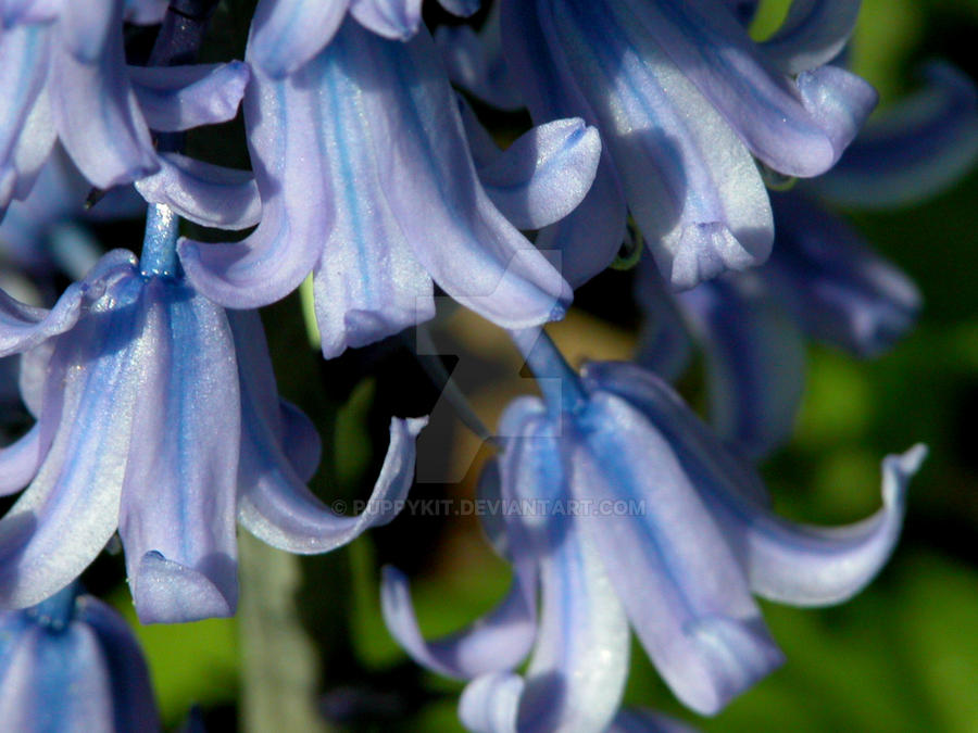 Bluebells