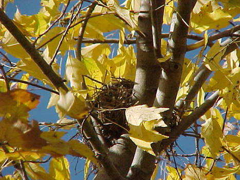 Nest