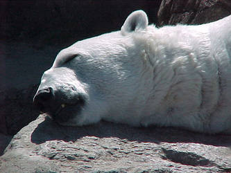 Polar Bear - Close Up