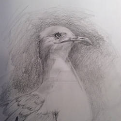 Seagull by Richard Zajac