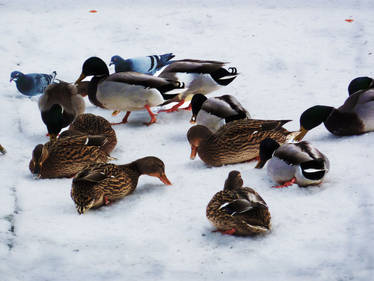 Duck Group II