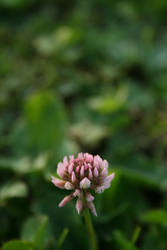 Fiore di campo