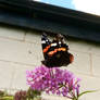 Red admiral on buddleia