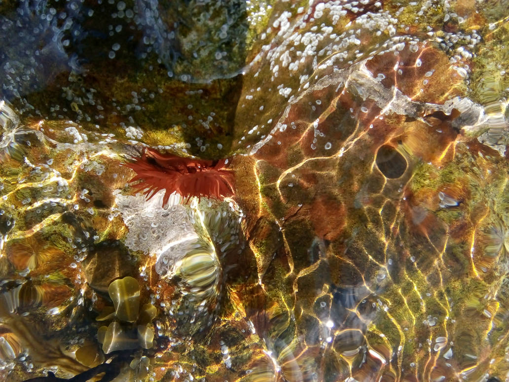 Rockpool Ripples Rippled Rockpool by MontyMouse on DeviantArt
