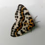 Magpie Moth