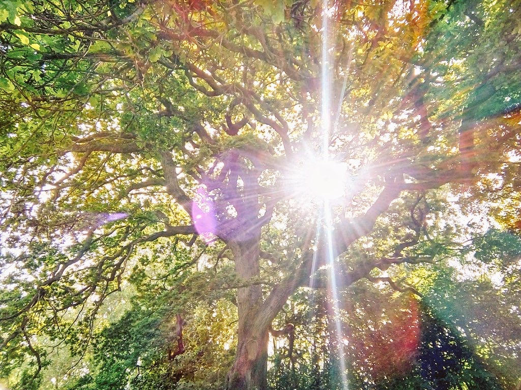 Rainbow Tree by MontyMouse on DeviantArt