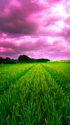 Field of grain