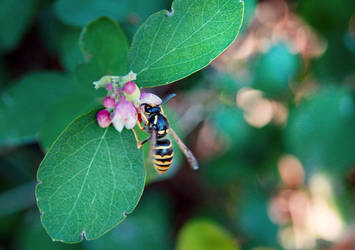 Wasp In Hedge #2