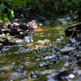 Streambed