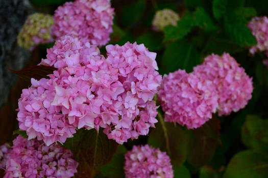 Church Flowers