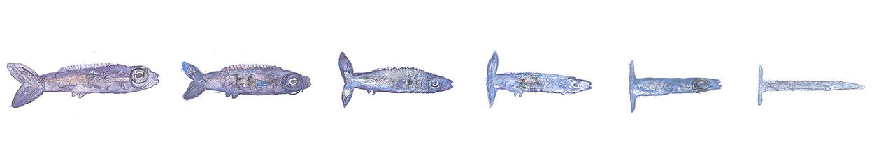 Transformation - fish III by KattyC on DeviantArt