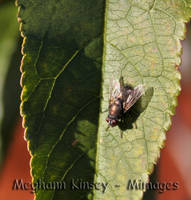 Fly on leaf