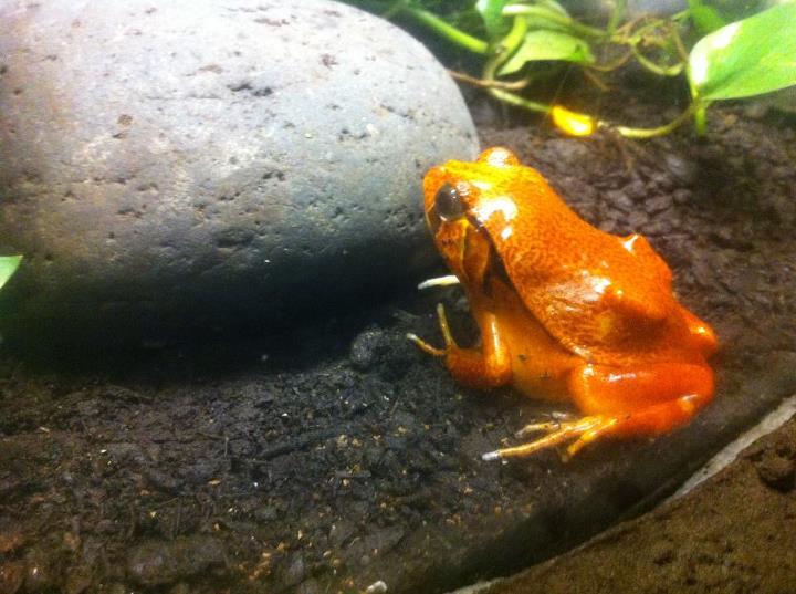 Tomatoe Frog