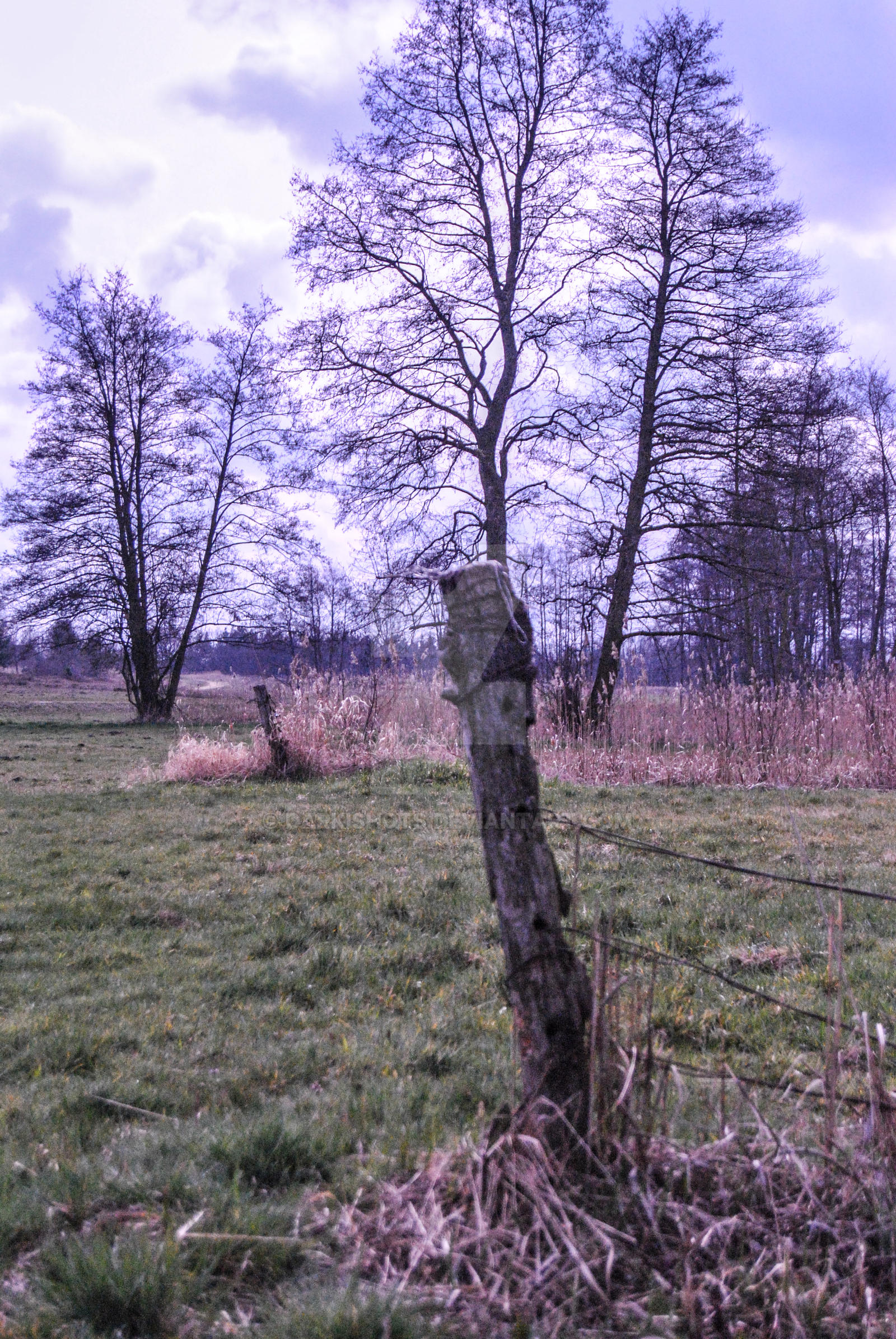 old fence