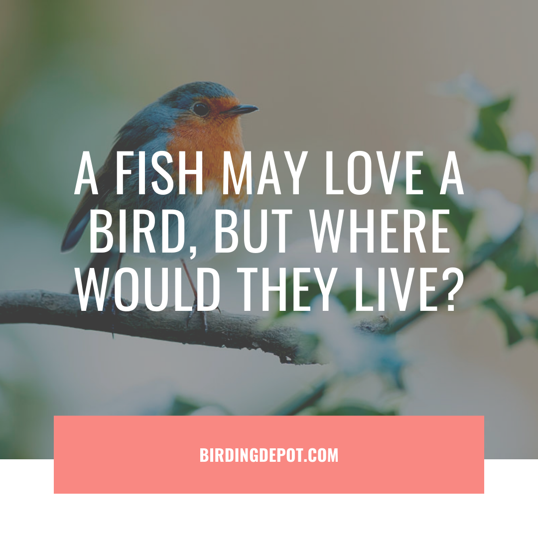 A Fish May Love A Bird But Where Would They Live By Birdingdepot On Deviantart A Fish May Love A Bird But Where Would They Live By Birdingdepot On Deviantart