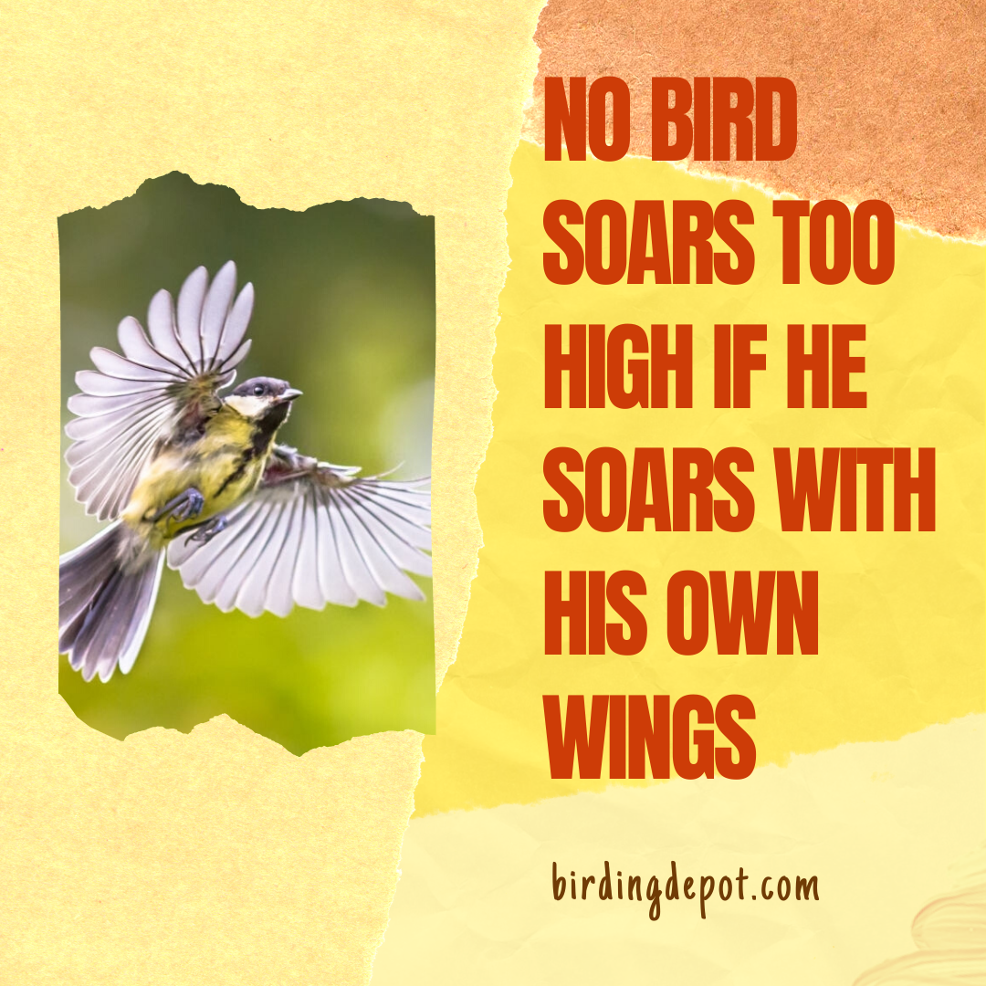 No Bird Soars Too High By Birdingdepot On Deviantart No Bird Soars Too High By Birdingdepot On Deviantart