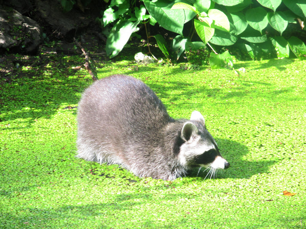 Raccon by TheBlackWolfART on DeviantArt