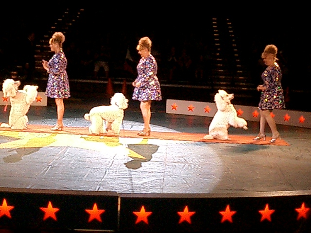 Three dog circus