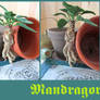 Mandragora Root