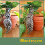 Mandragora Root II