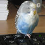 Cloud - Sleepy parakeet