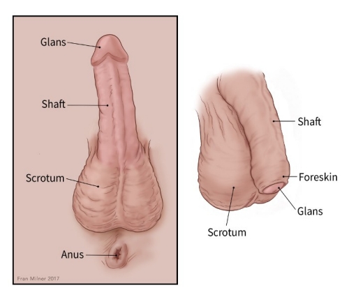 Why is my clitoris shrinking - Porn galleries is my shrinking Why clitoris