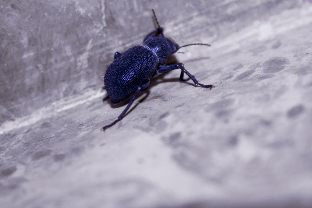 Stylie Bug bug style..!! by ilyasmahmood on DeviantArt