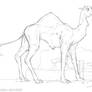 Old Collections - Camel comcept sketch
