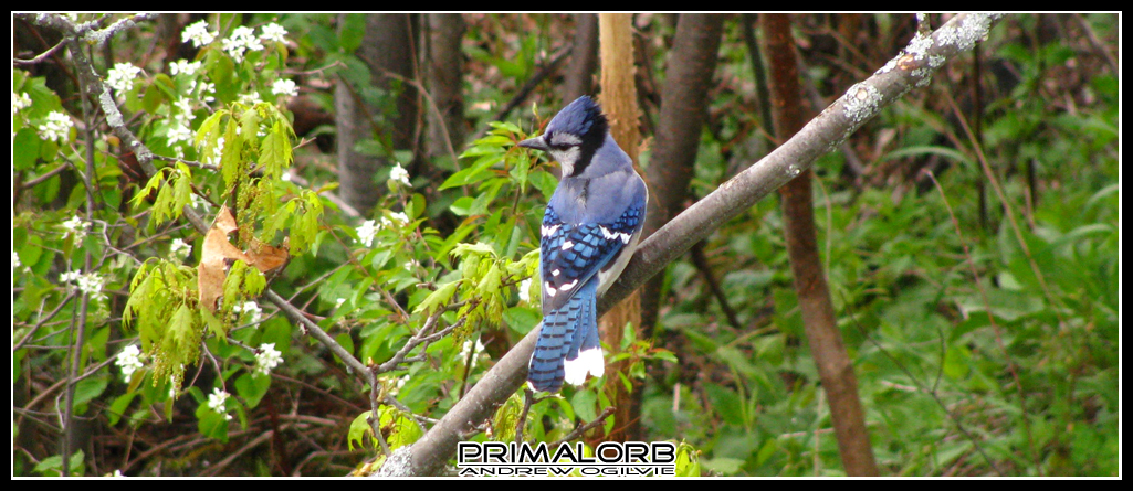 Blue Jay