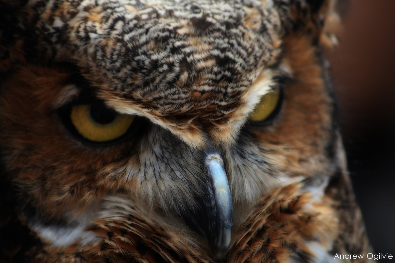 Great Horned Owl - 02